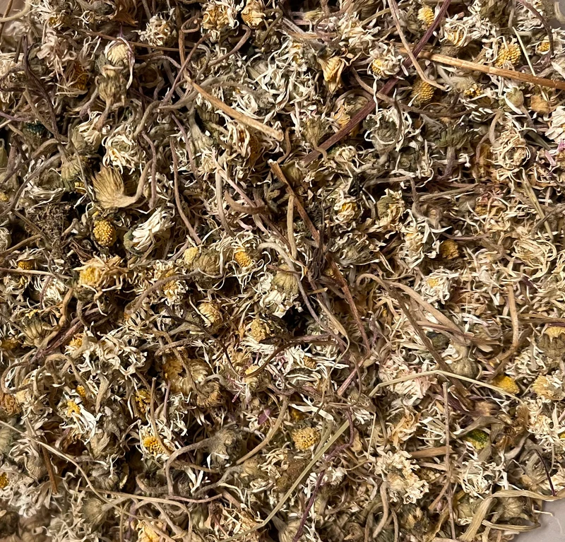 Gänseblümchen