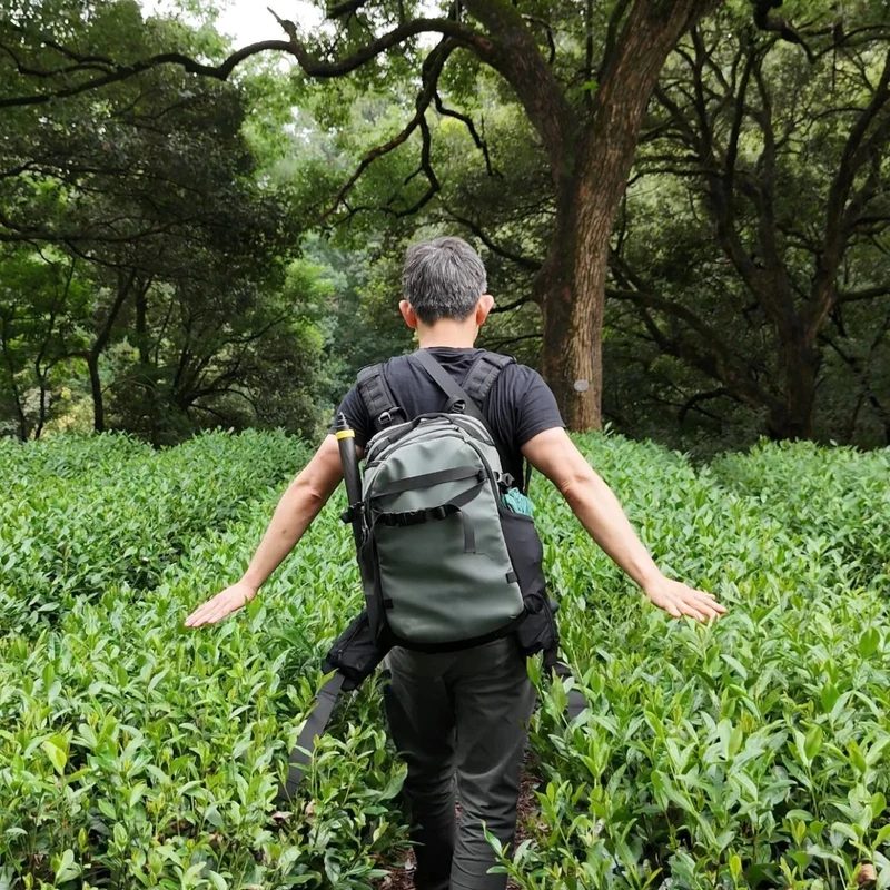 Authentische Shifeng Longjing Grüntee-Reserve