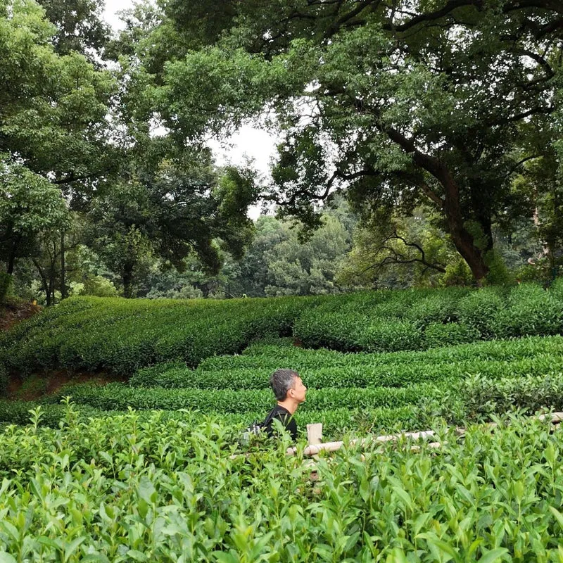 Authentische Shifeng Longjing Grüntee-Reserve
