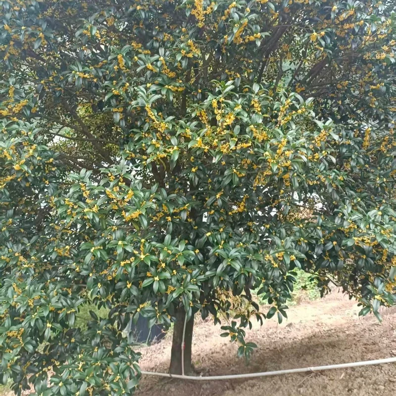 Überlegene Einzelsorte Jinqiu Osmanthus