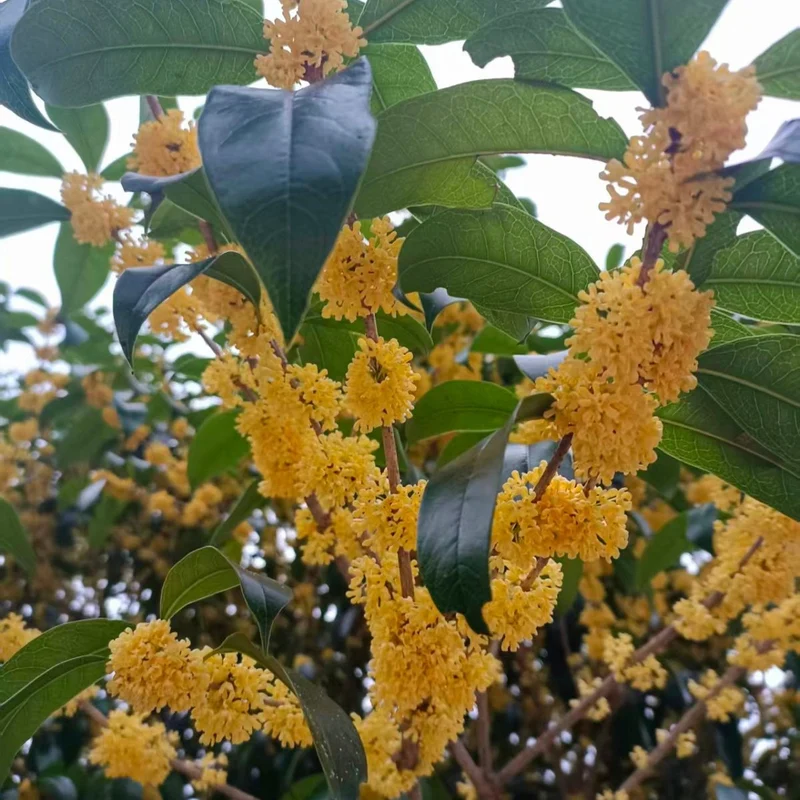 Überlegene Einzelsorte Jinqiu Osmanthus