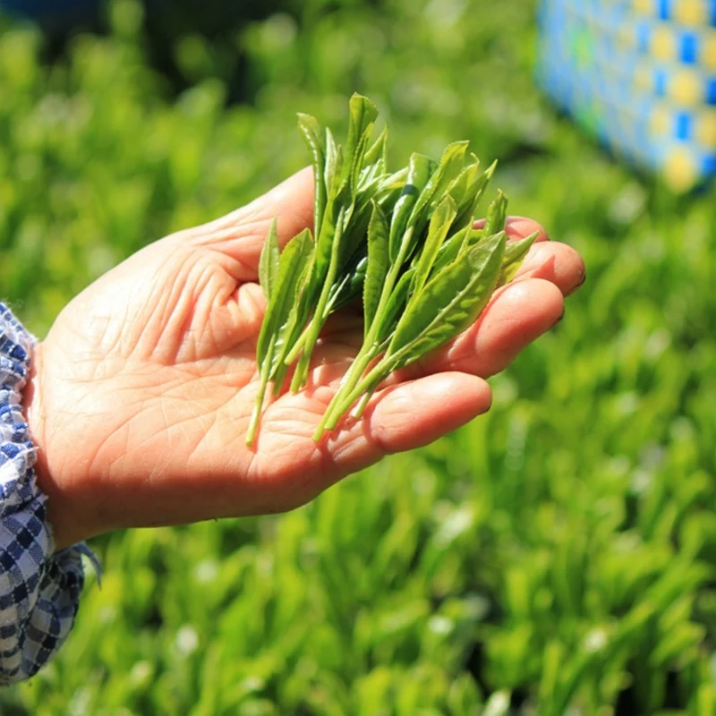 【有機緑茶】新茶 てづみ