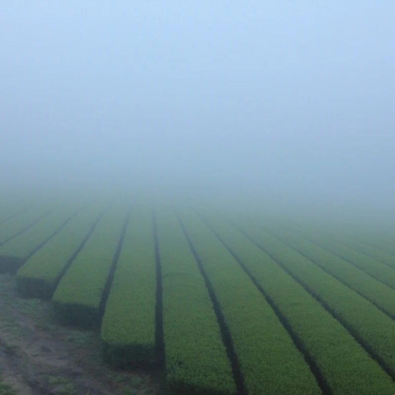 【有機緑茶】新茶 てづみ