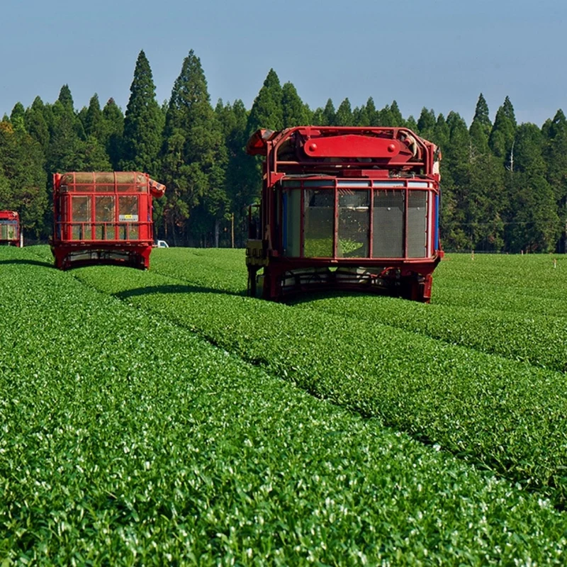 【有機緑茶】新茶 きりしま