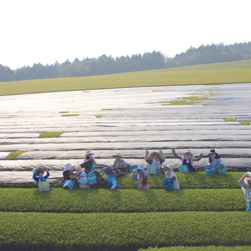 【有機緑茶】新茶 きりしま