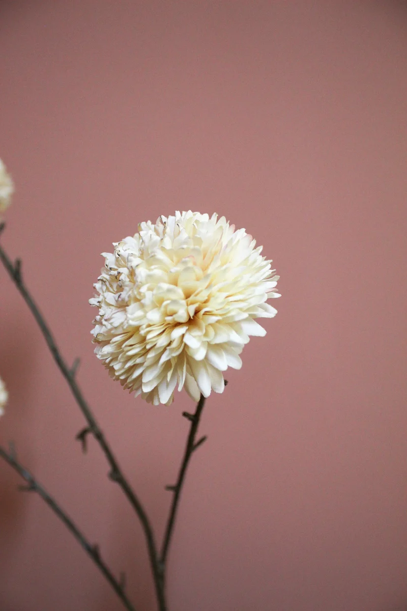 Pompom XL x5 L100cm cream