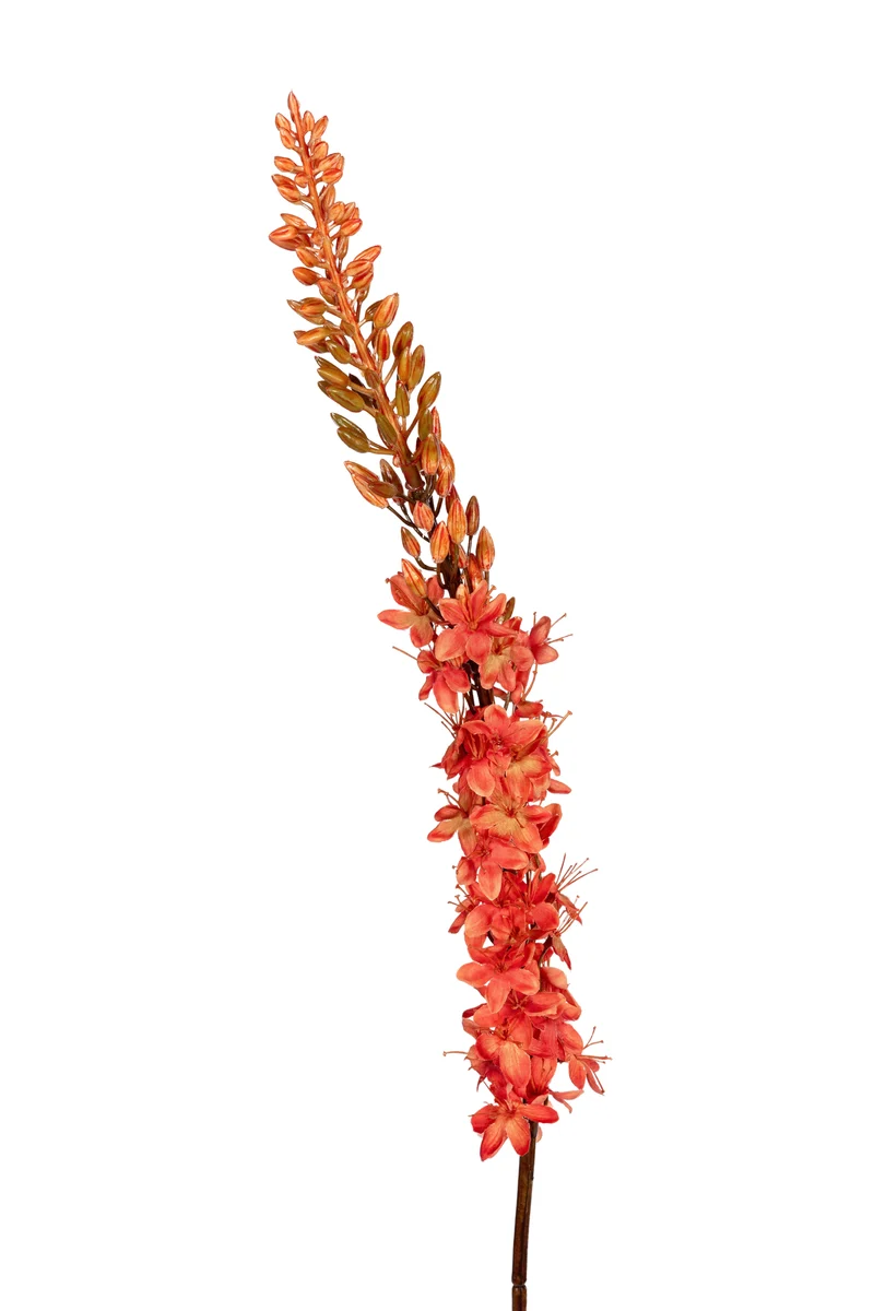 Eremurus l105cm orange