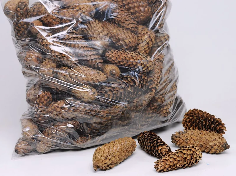 PINUS MARITIMA 14-18 CM WEISS GEWASCHEN POLY/50 STK