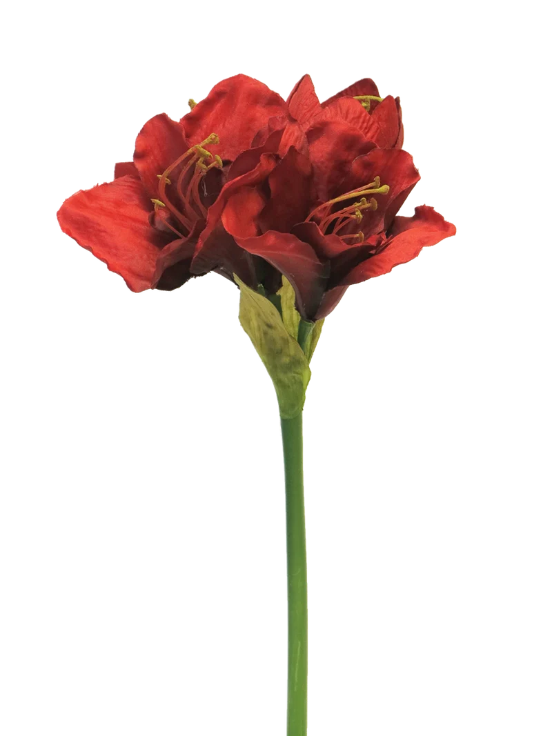 Hippeastrum Aline rot 63cm