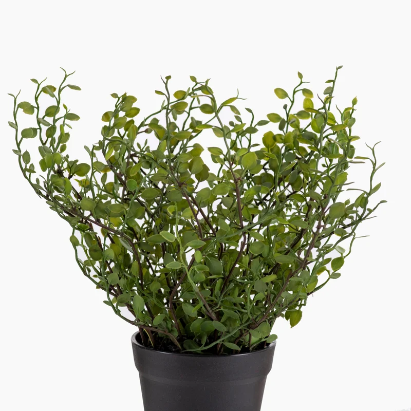 Mühlenbeckia Pflanze im Topf Grün 27cm