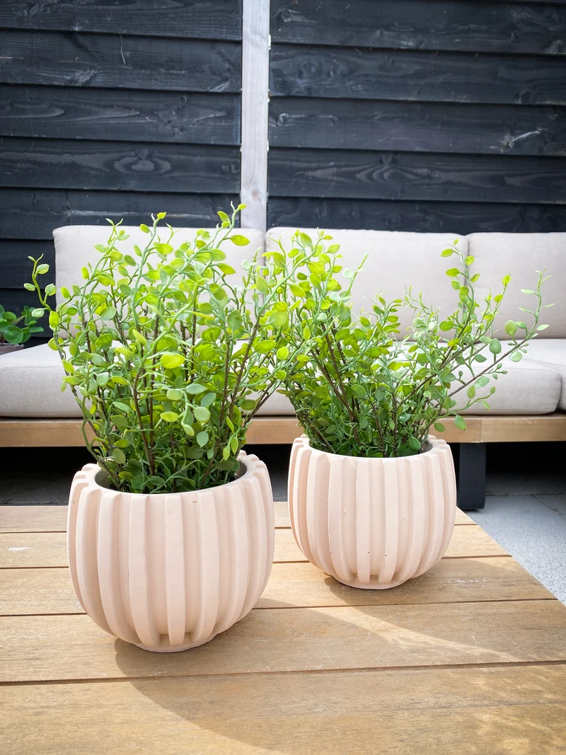 Mühlenbeckia Pflanze im Topf Grün 27cm