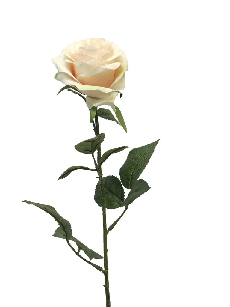 Rosa Dijon hellrosa 64cm