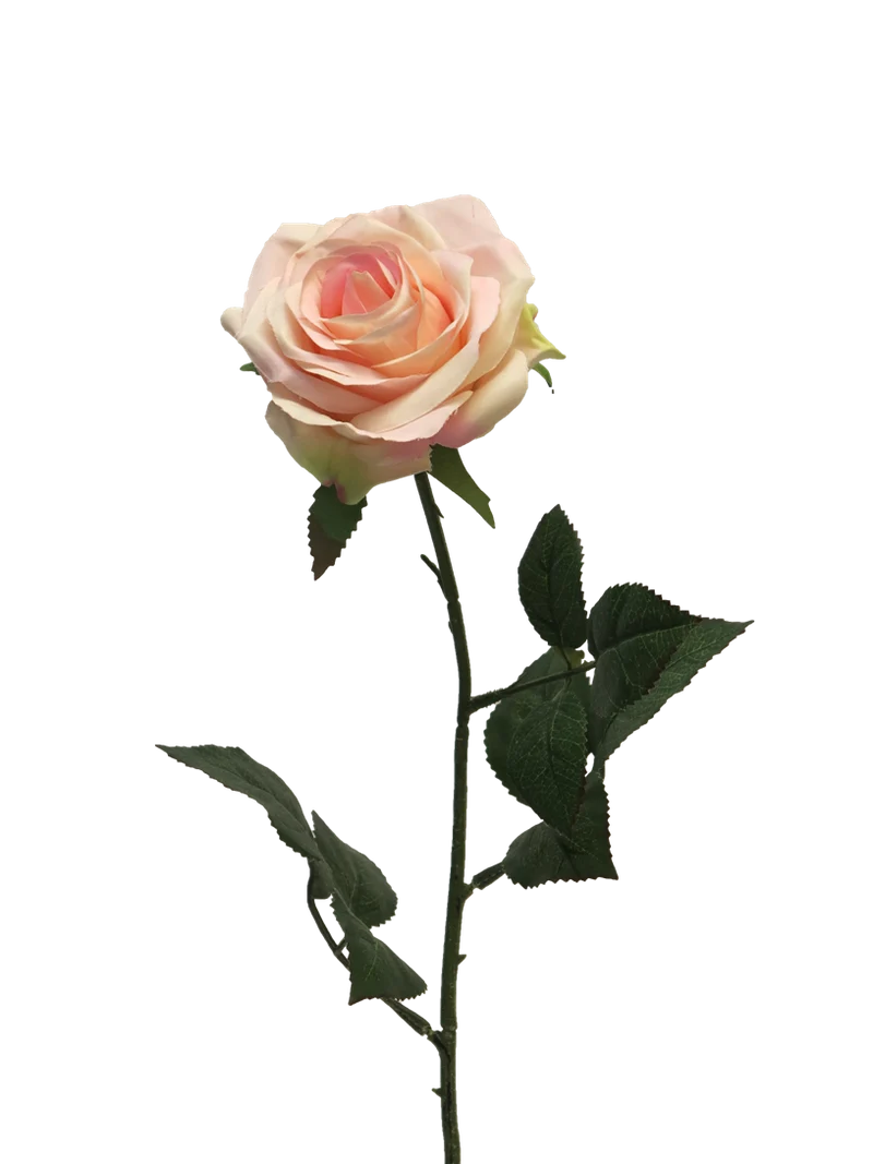 Rosa Dijon Creme/Pink 64cm
