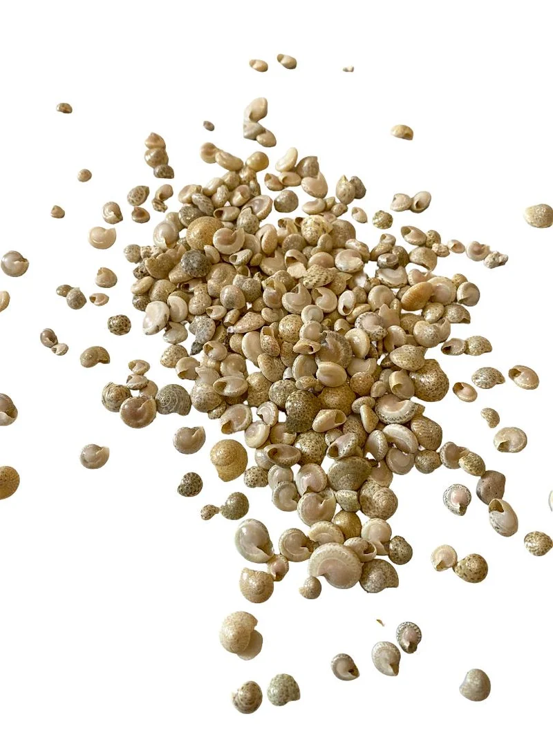 Umbonium ''White'' 500gr