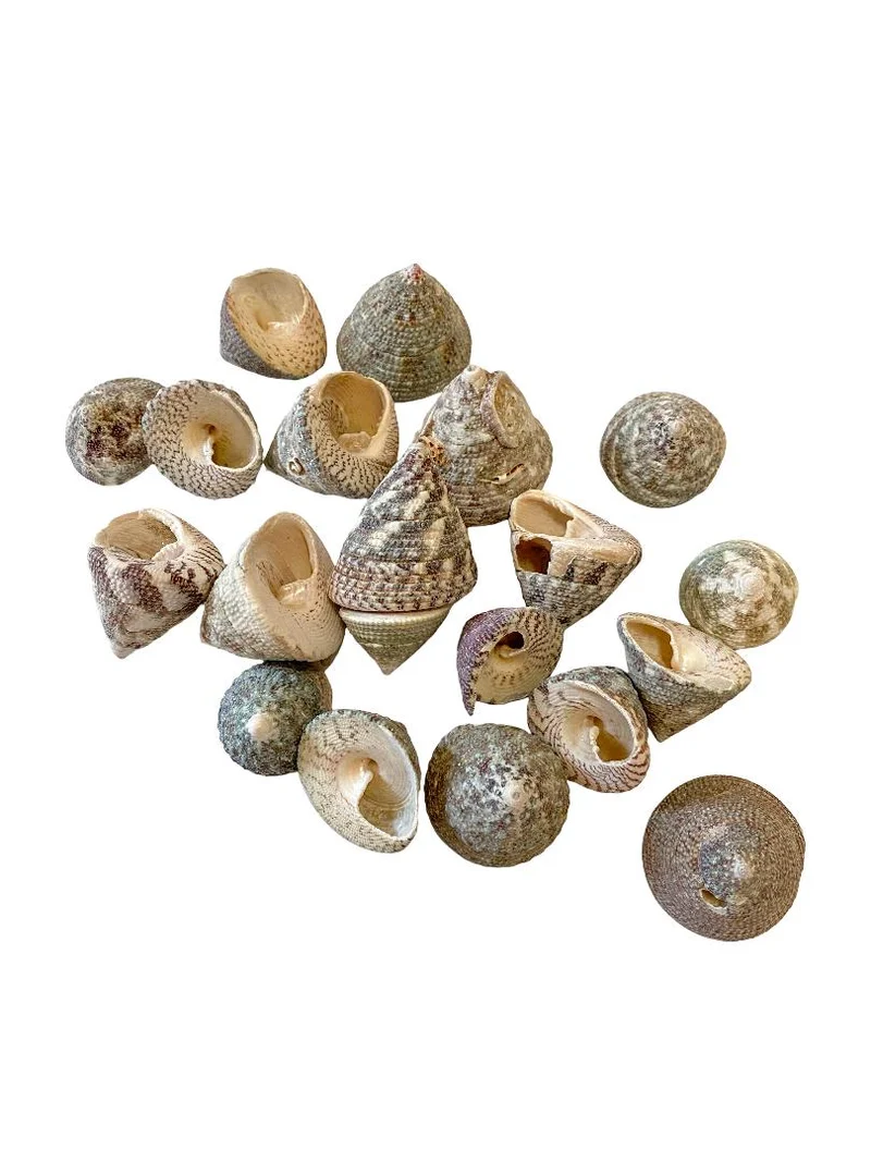Trochus stellatus 500gr