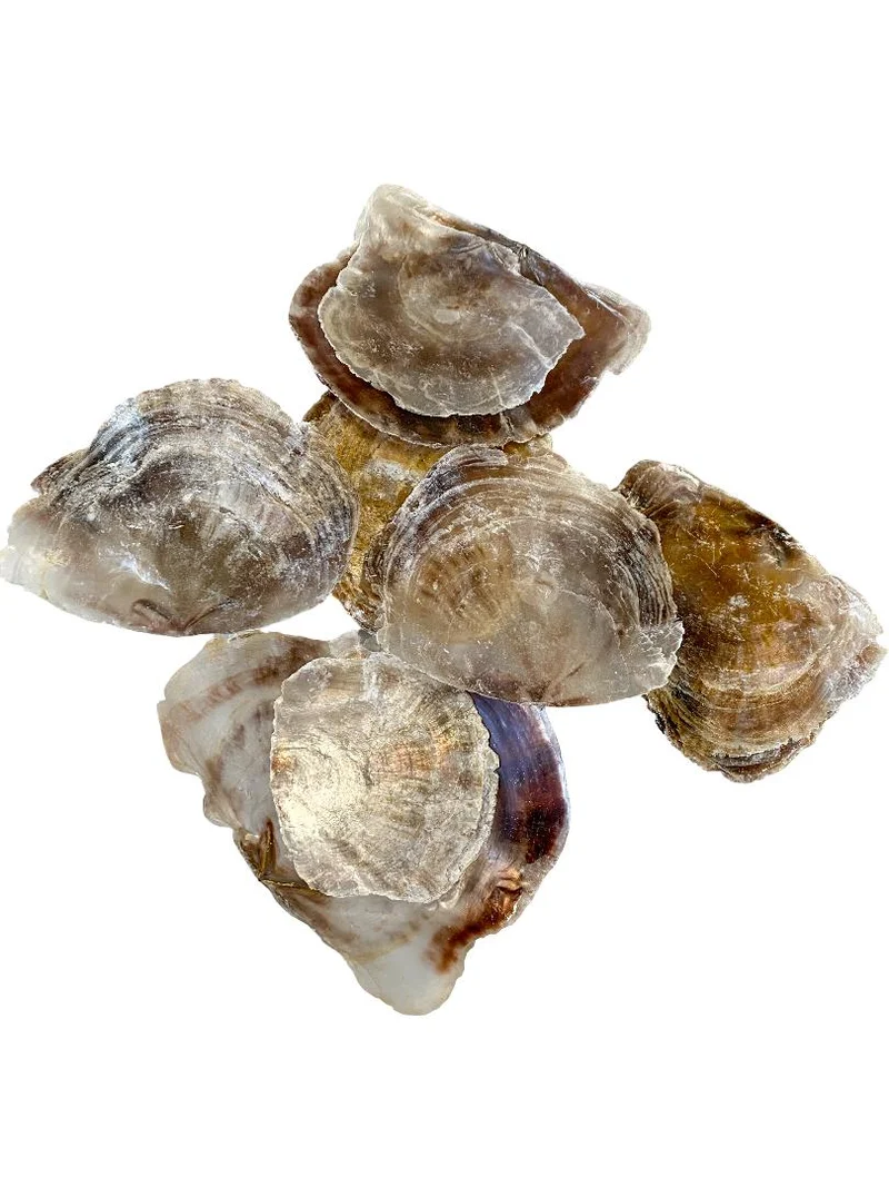 Placuna placenta 500gr