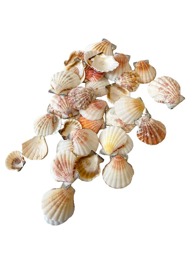 Pecten vexillum 500gr