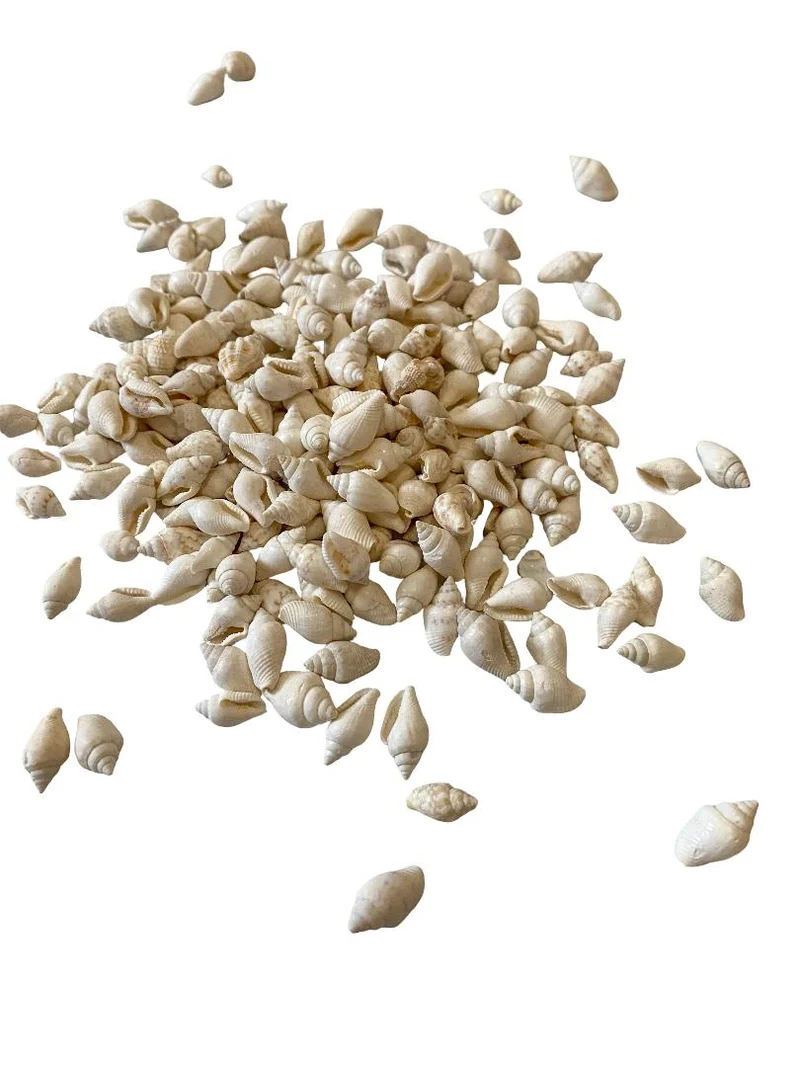 Pyrene philippinarum gebleekt 500gr