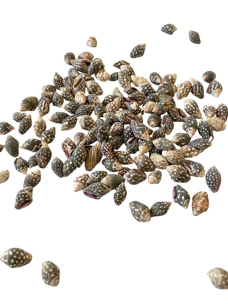 Nassa columbella 500gr