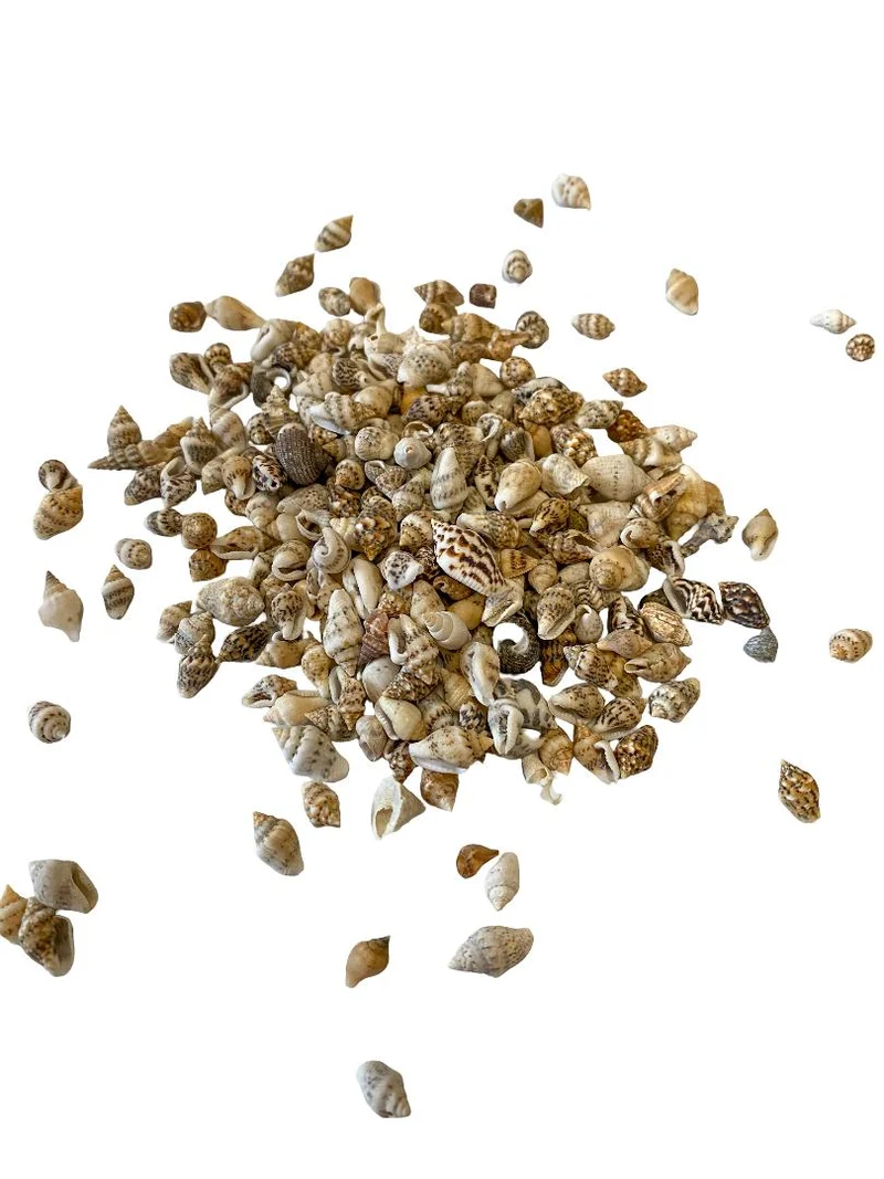Pyrene philippinarum natural 500gr