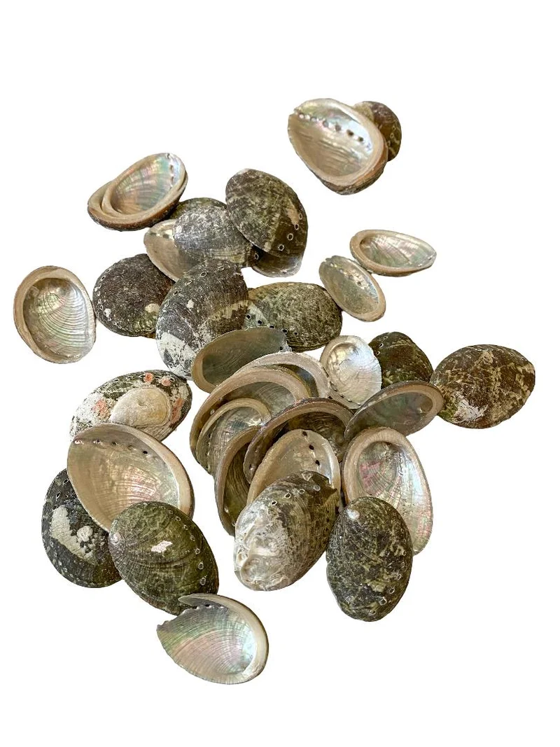 Haliotis pulcherina 500gr