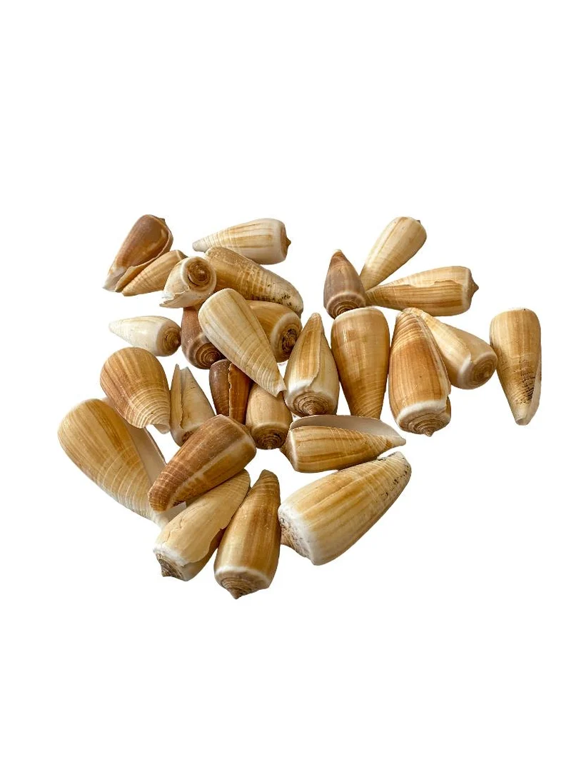 Conus magus 500gr