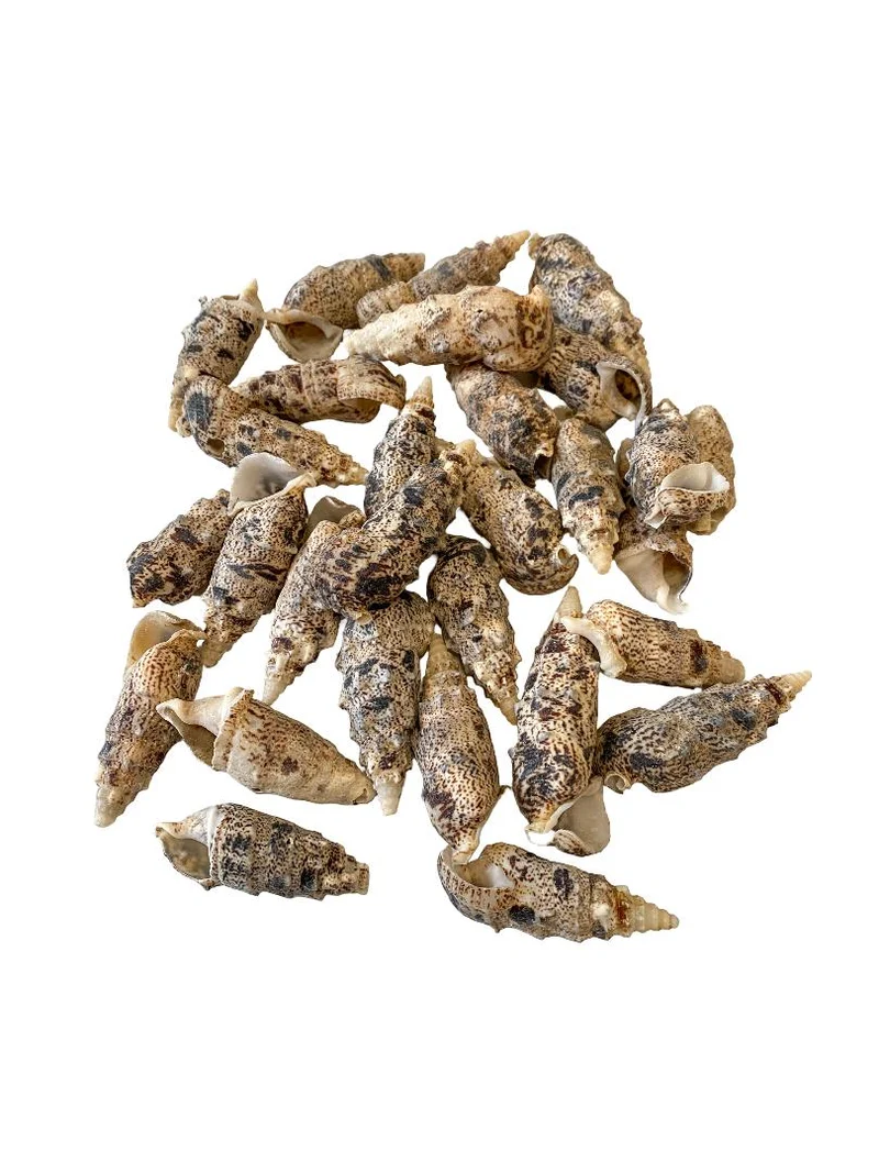 Cerithium aluco 500gr