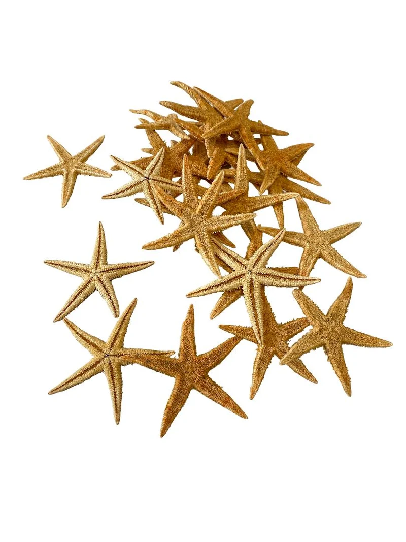 Sugar starfish ±9cm naturel 50pcs