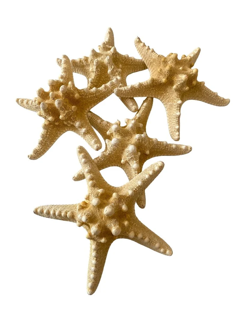 Knobby starfish bleached 15-20cm 10pcs