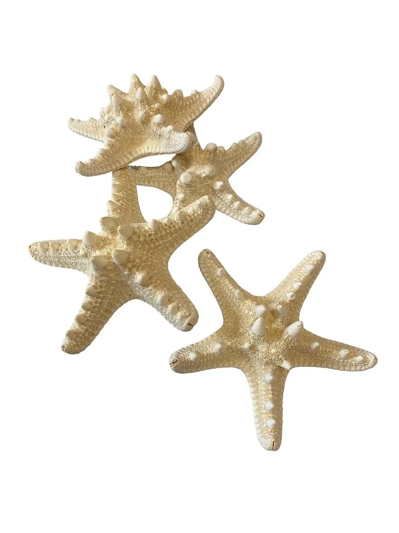 Knobby starfish bleached 10-15cm 12pcs