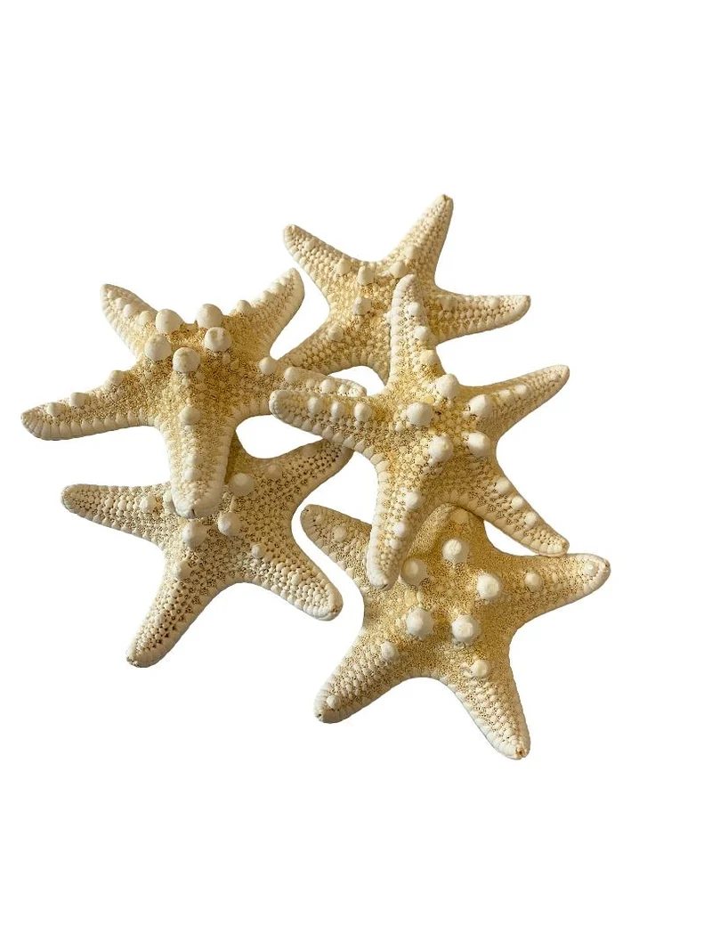 Knobby starfish bleached 5-7cm 12pcs