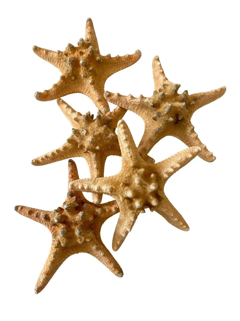 Knobby starfish natural 15-20cm 10pcs