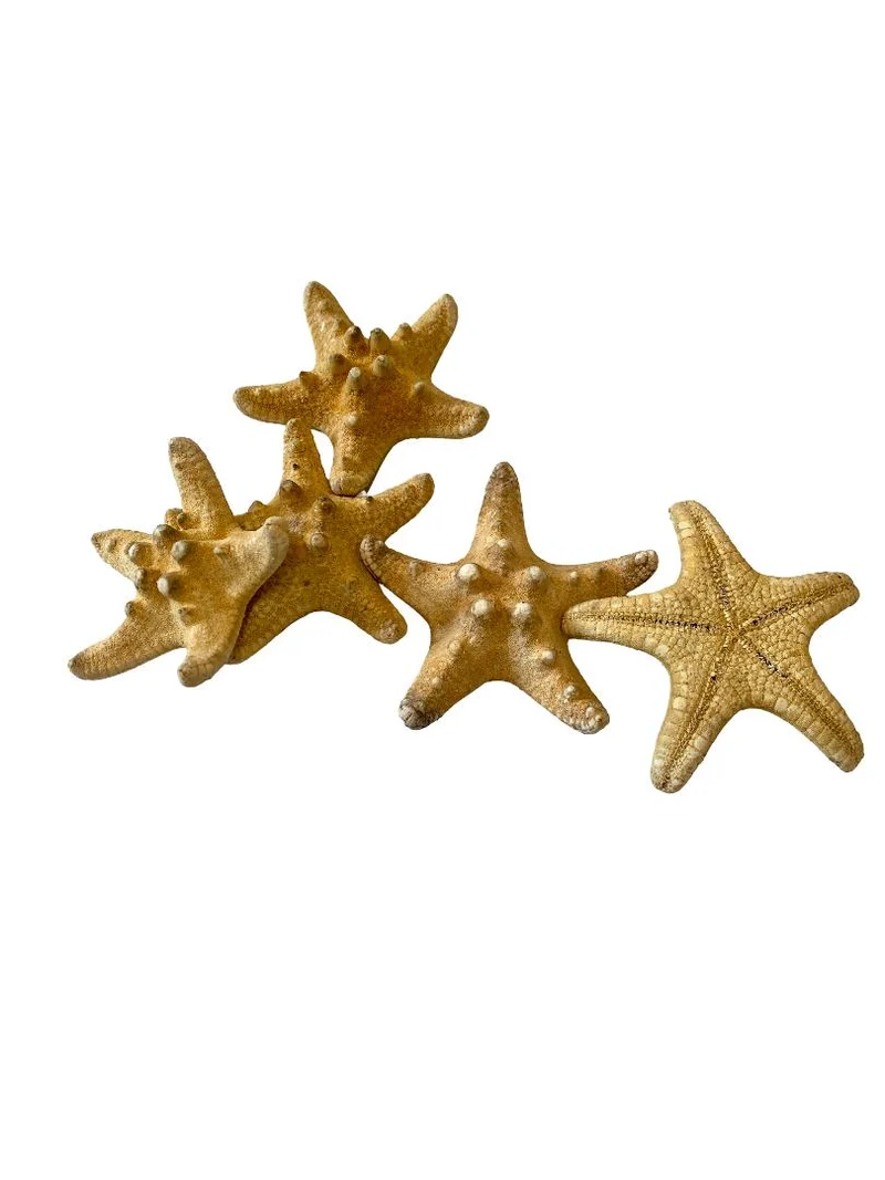 Knobby starfish natural 5-7cm 12pcs