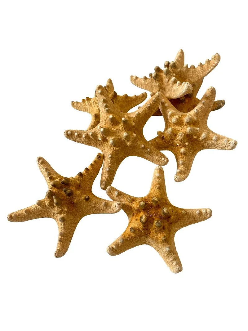 Knobby starfish natural 10-15cm 12pcs