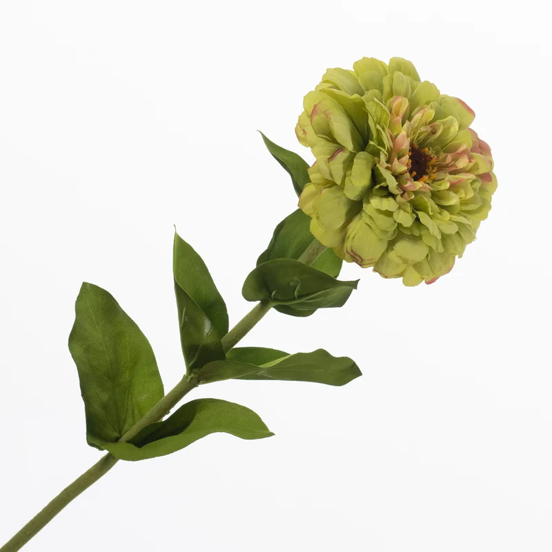 Zinnie Grün 70cm