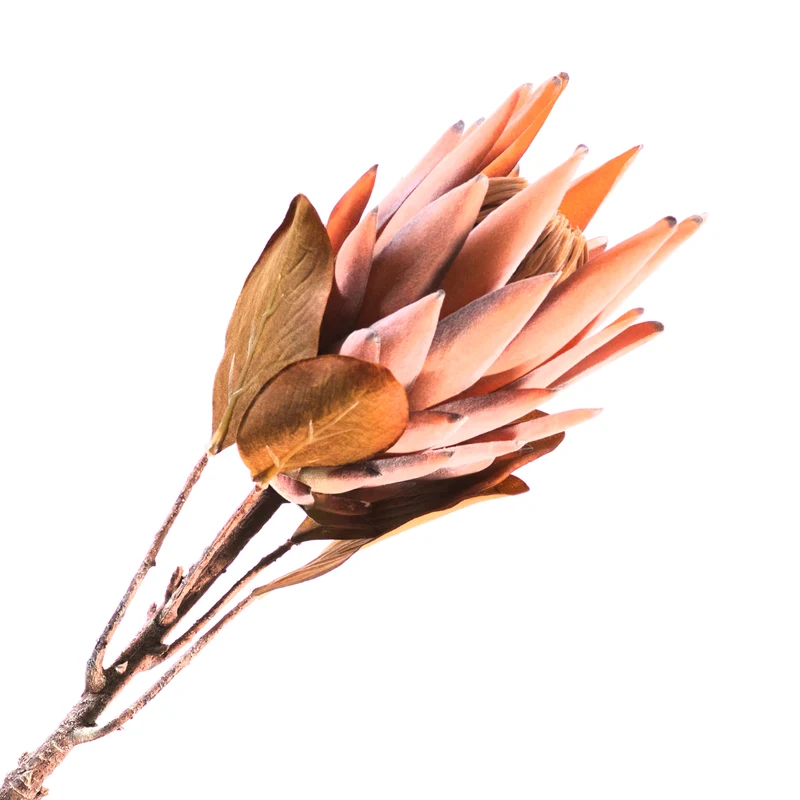 Protea Spray Braun 70cm