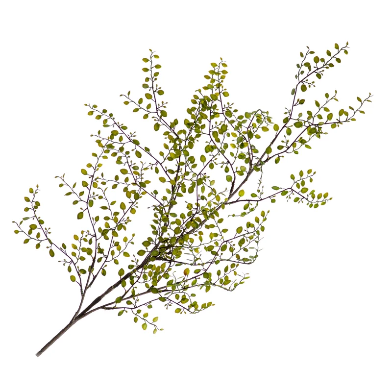Mühlenbeckia Spray Grün 136cm