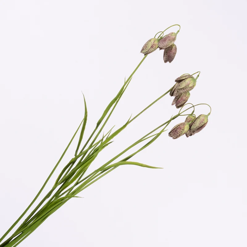 Fritillaria Purpur-Grün 69 cm