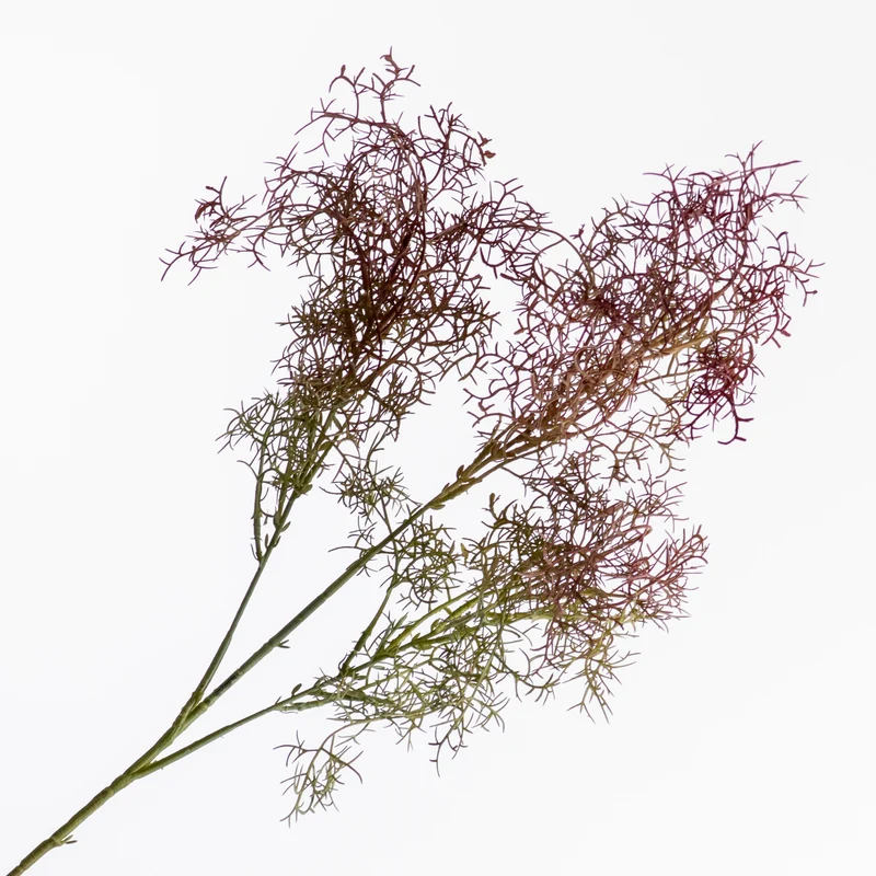 Cotinus Coggygria Rot 78cm