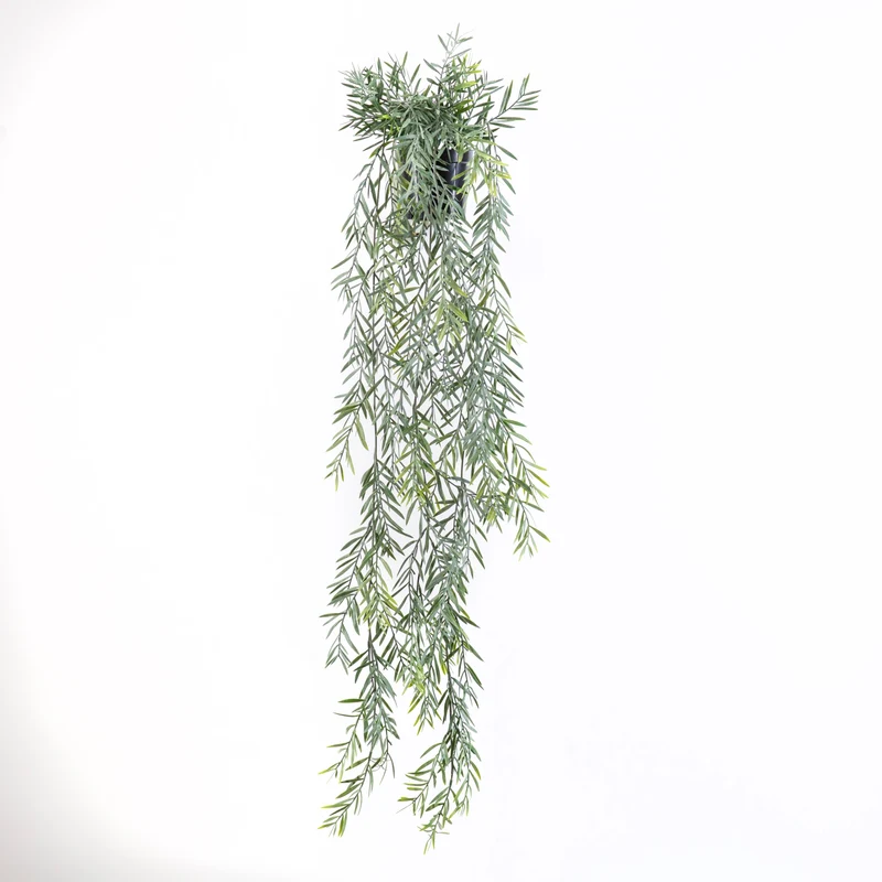 Akazie Hängepflanze im Topf Grün 91cm