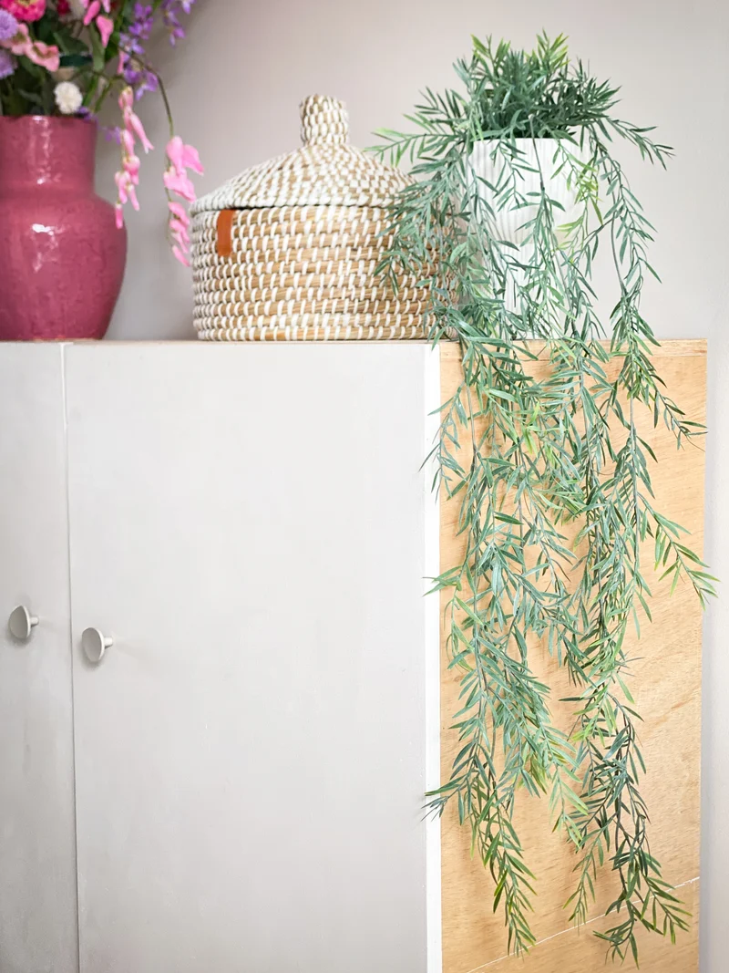 Akazie Hängepflanze im Topf Grün 91cm