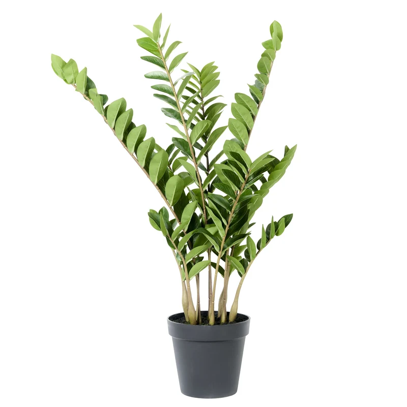 Zamioculcas Pflanze im Topf 108cm grün