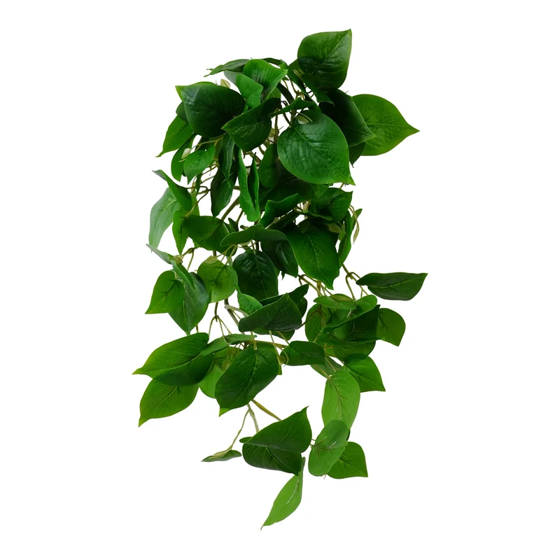 Hänge-Pothos 60cm grün