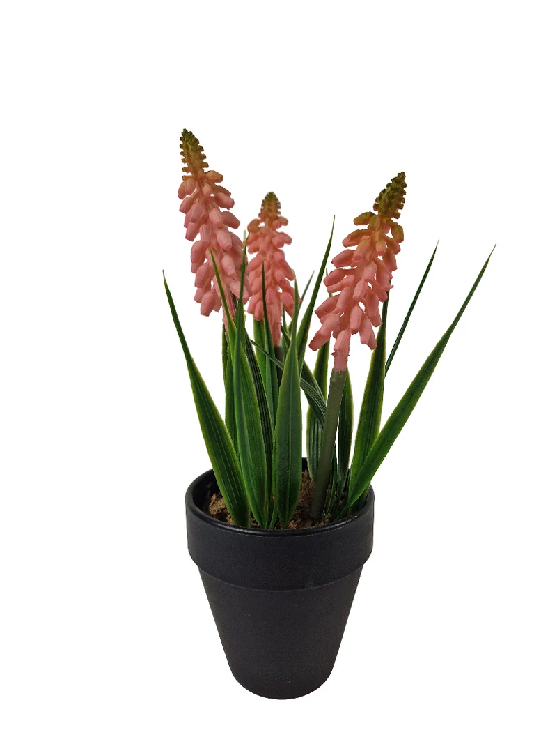 Muscari im Topf H18cm pink
