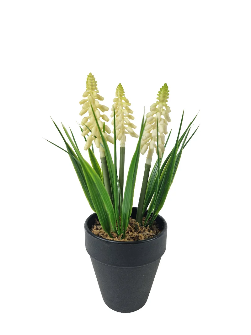 Muscari im Topf H18cm weiß