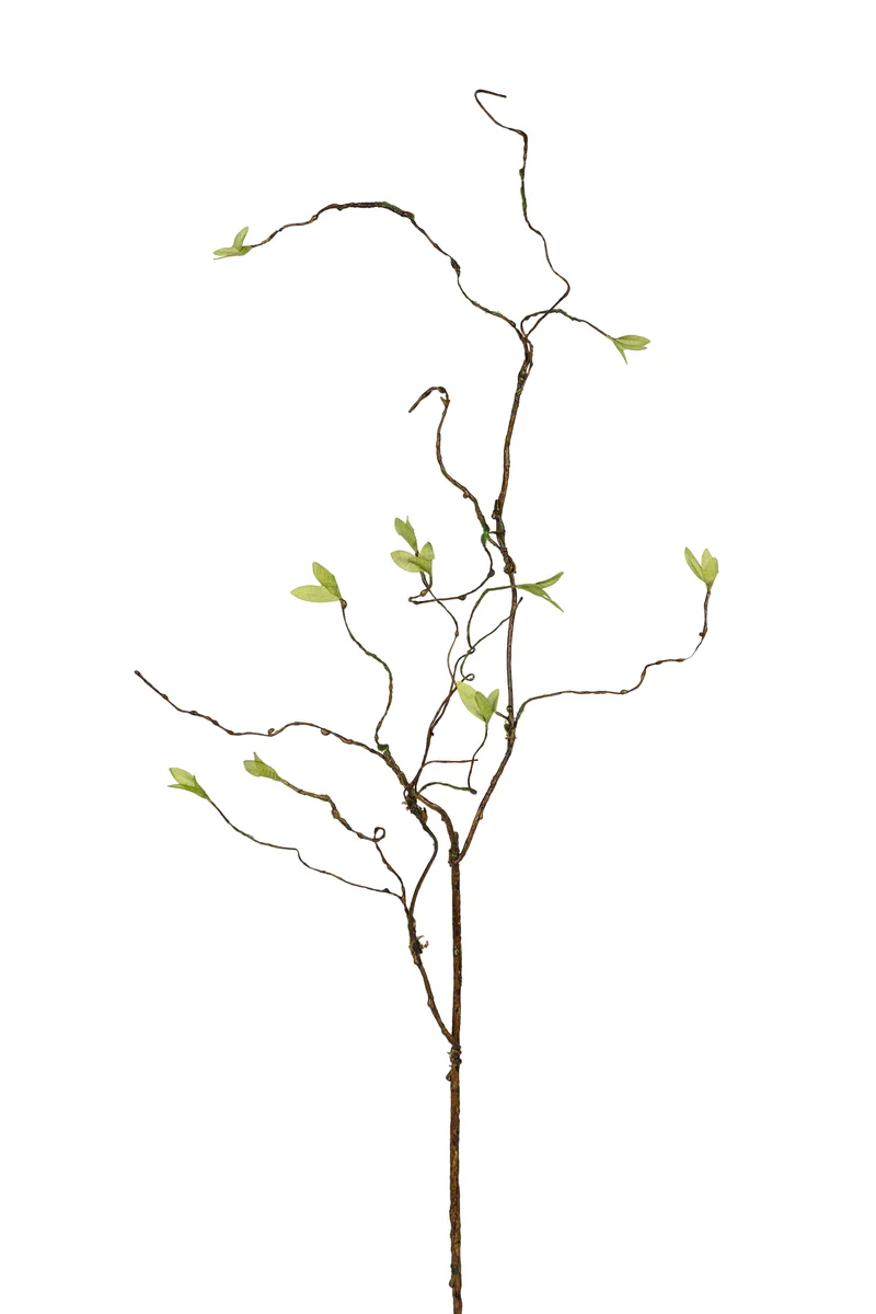 Korkenzieherweide 90cm grün/braun