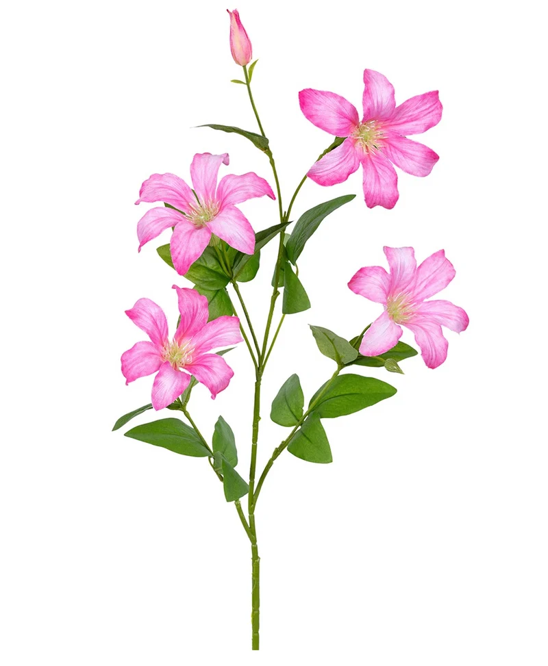 Clematis L 90 cm rosa