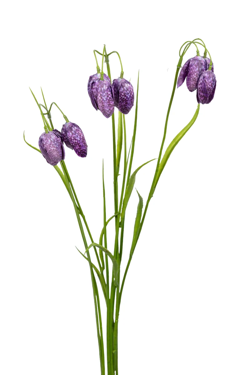 Fritillaria/Gras L70cm violett