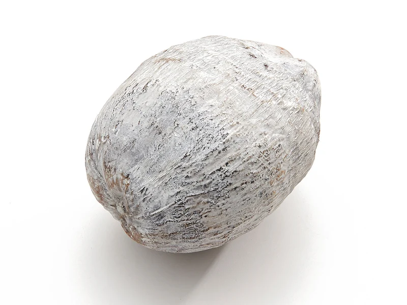 Kokosnuss-Frost. Weiß ±20cm