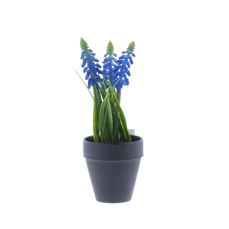 Muscari im Topf H18cm blau
